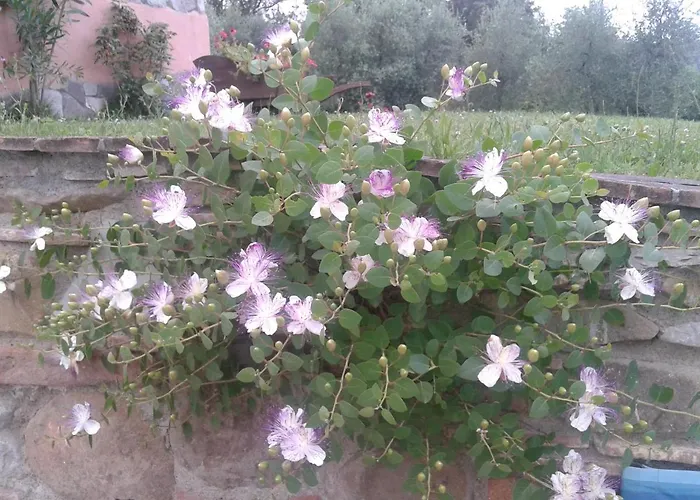 Podere Stollo