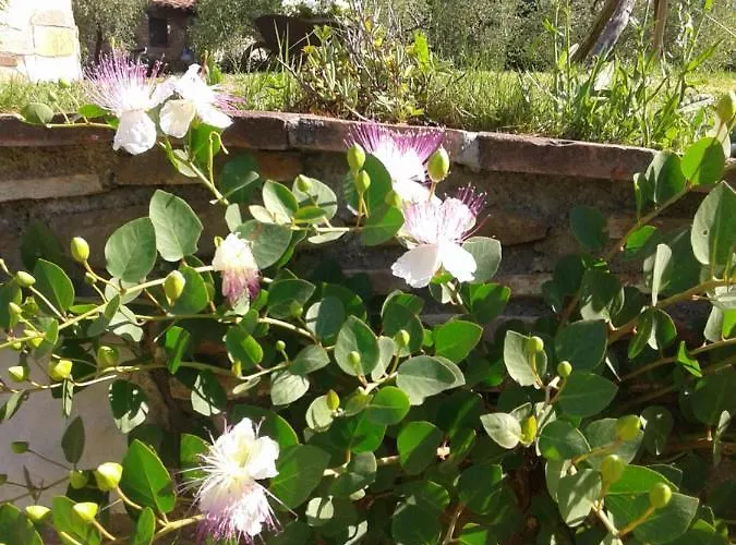 Apartamento Podere Stollo *